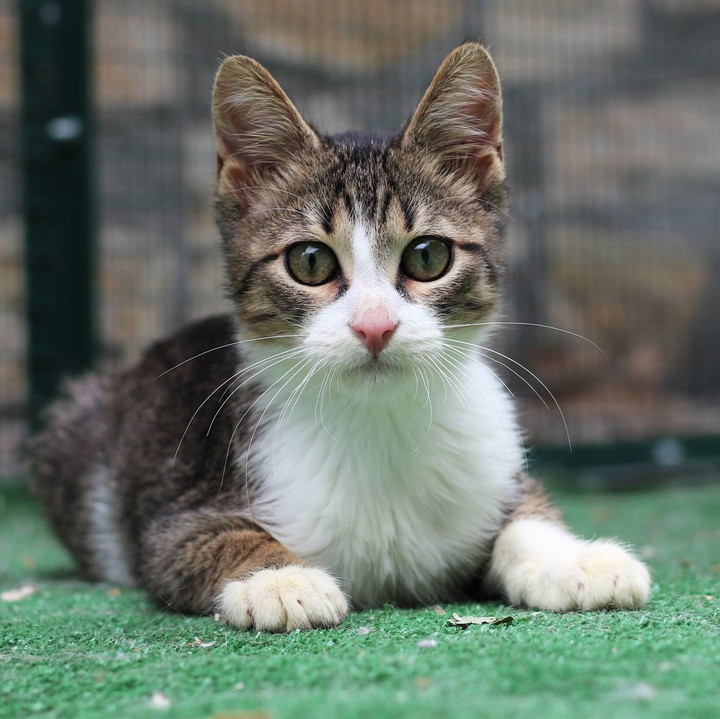 A picture of a cat